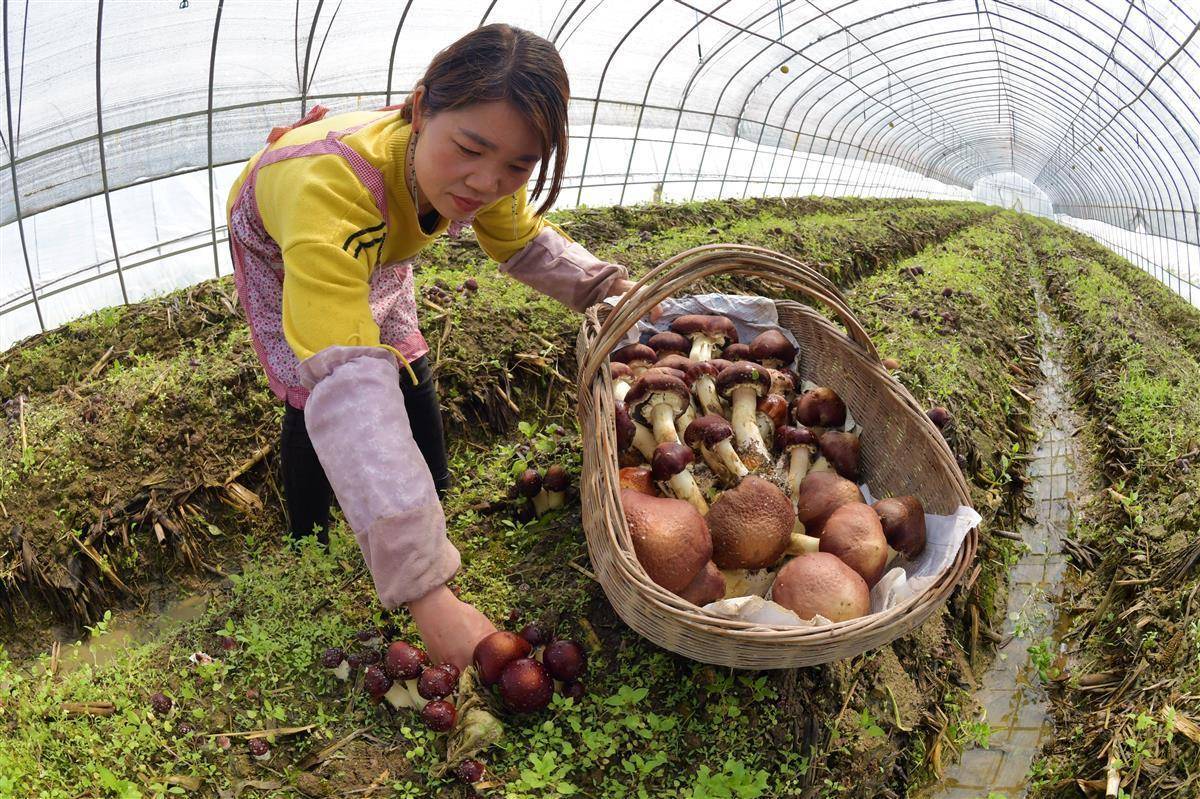 大富豪单机游戏下载